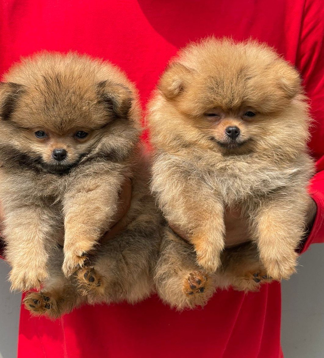 Buy Vaccinated  Toy Pomeranian  Puppy from Kolkata